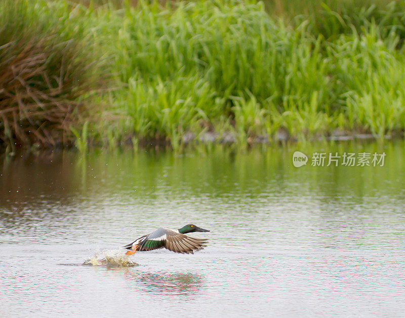 北铲(Anas clypeata)飞行雄性